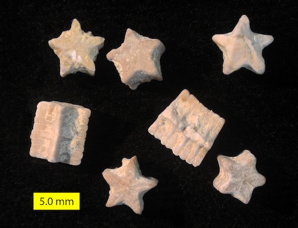 Isocrinus-nicoleti-Kane-County-585